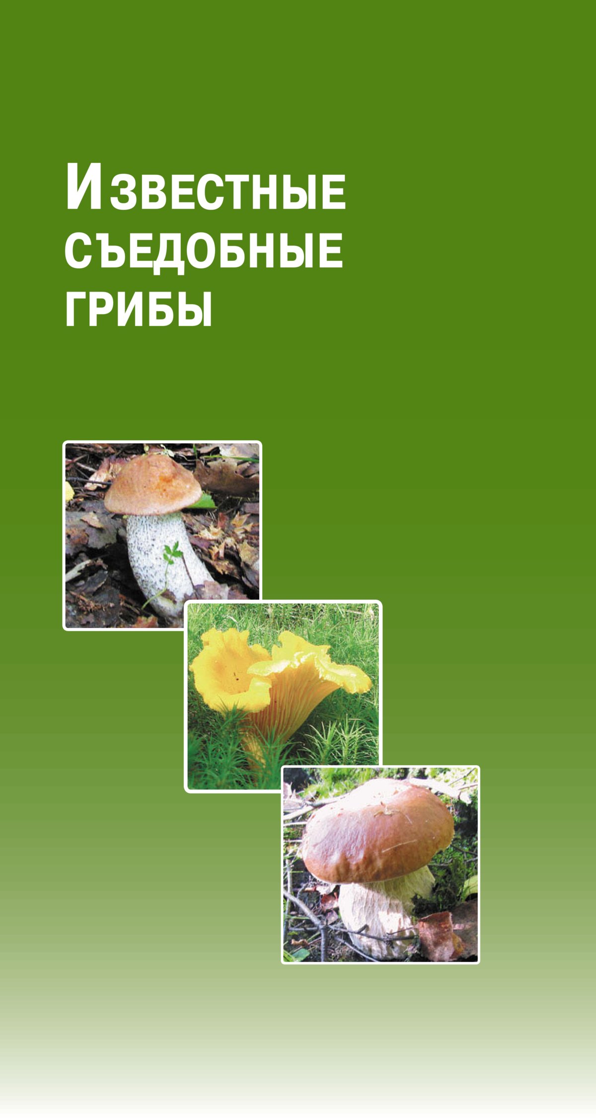 Атлас грибы Матанцева