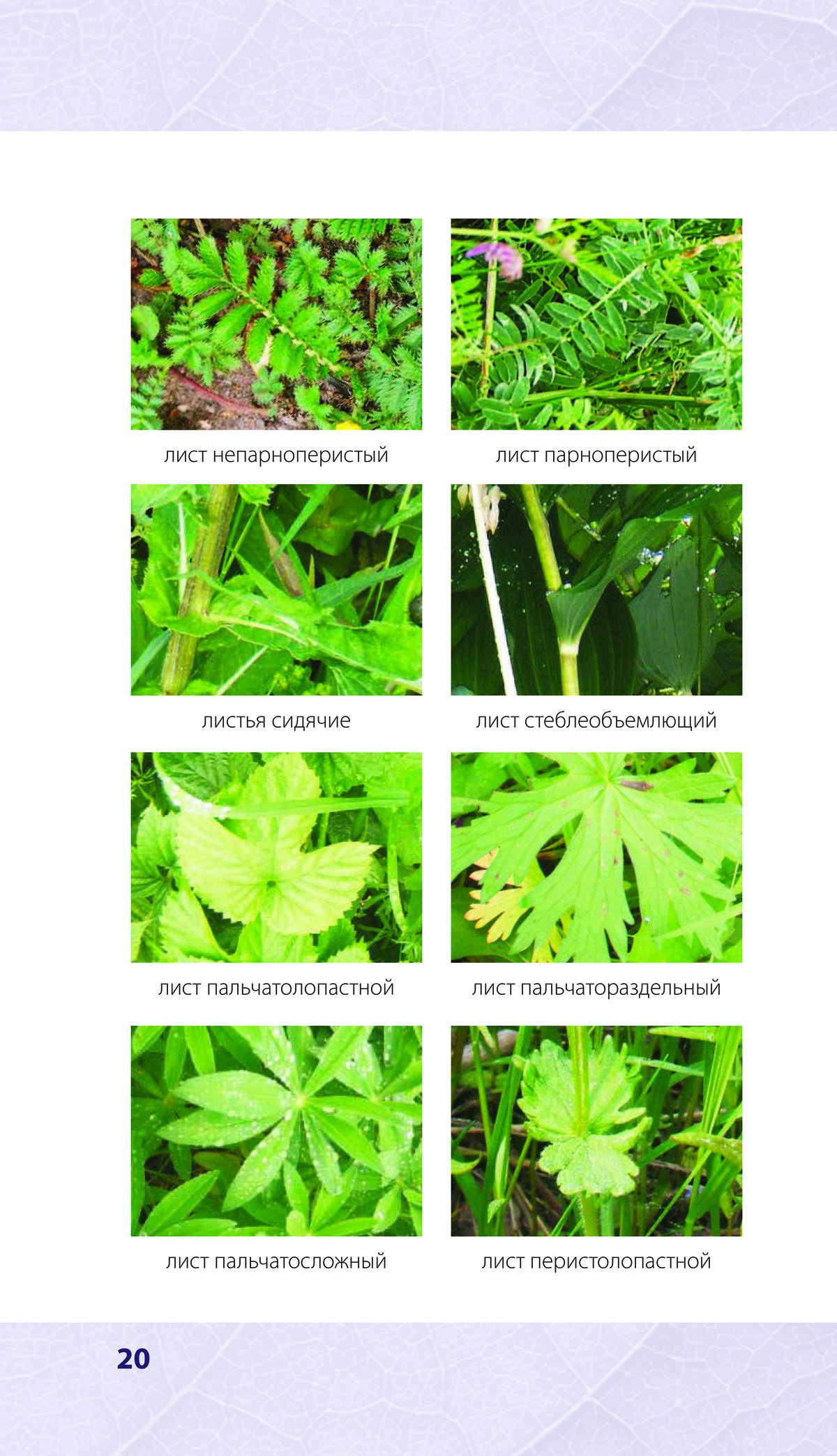 определитель растений по фотографии приложение