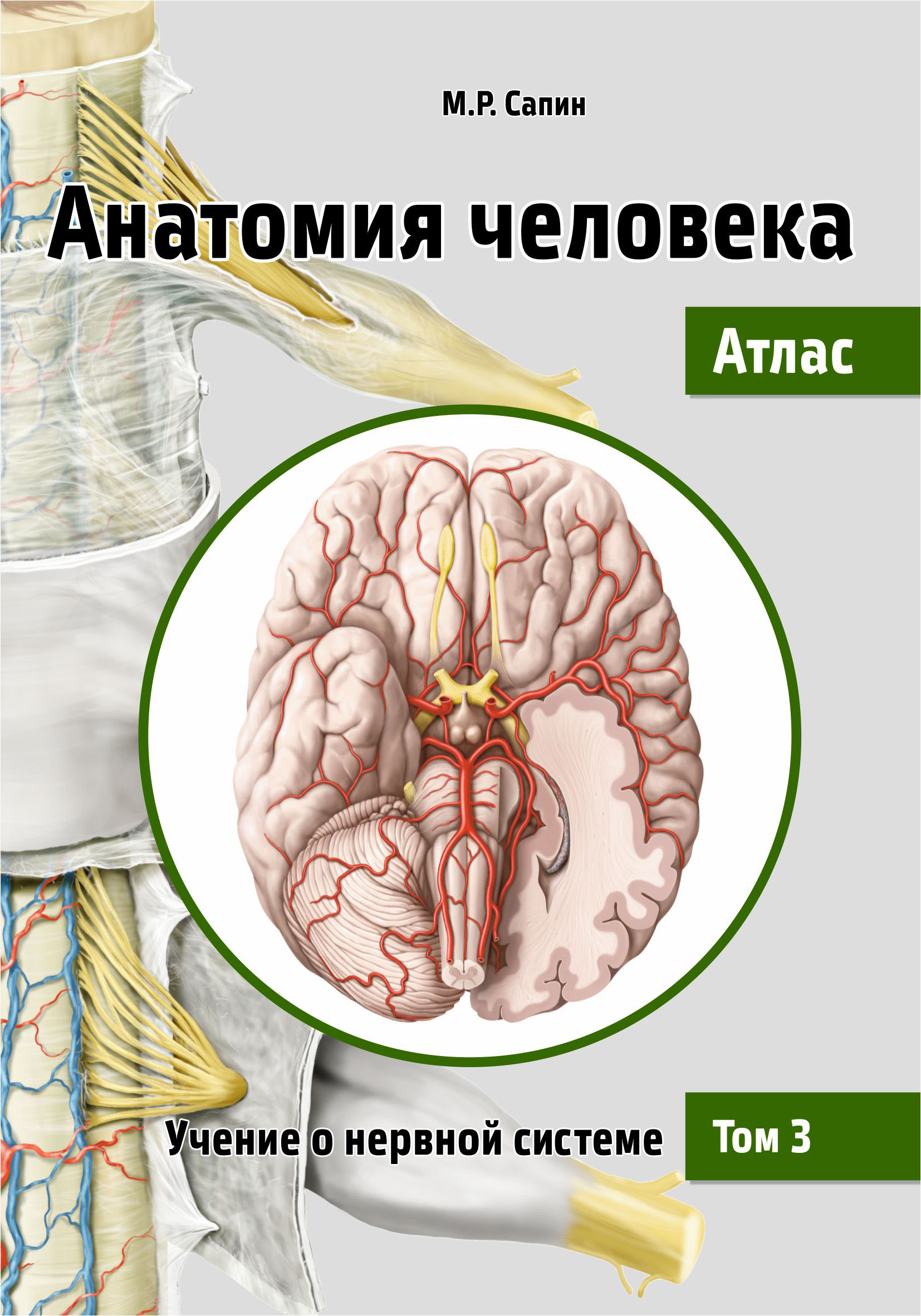 Анатомия человека. Атлас. Том 2. Учение о внутренностях, органах иммунной  системы, лимфатической системе, эндокринных железах и сосудах, М. Р. Сапин  – скачать pdf на ЛитРес