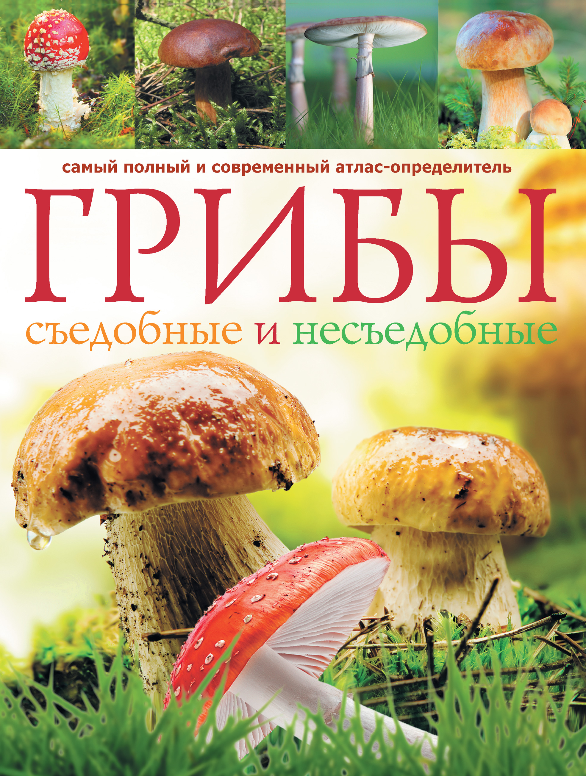 Грибная книга с картинками