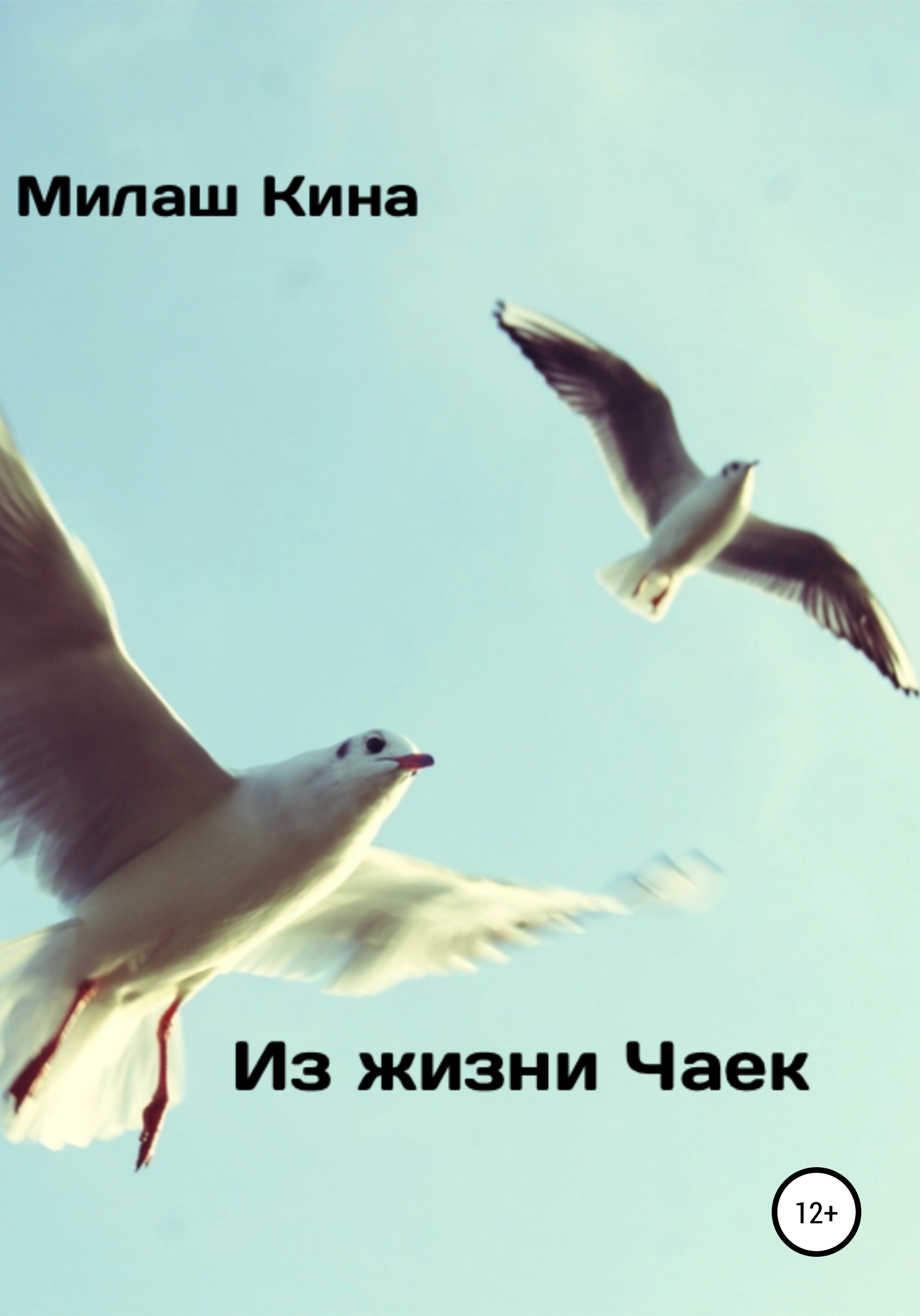 Девушку чайкой зовут. Жизнь Чайки. Почему Чайки называются чайками. Почему чаек зовут чайками. Почему назвали Чайки.