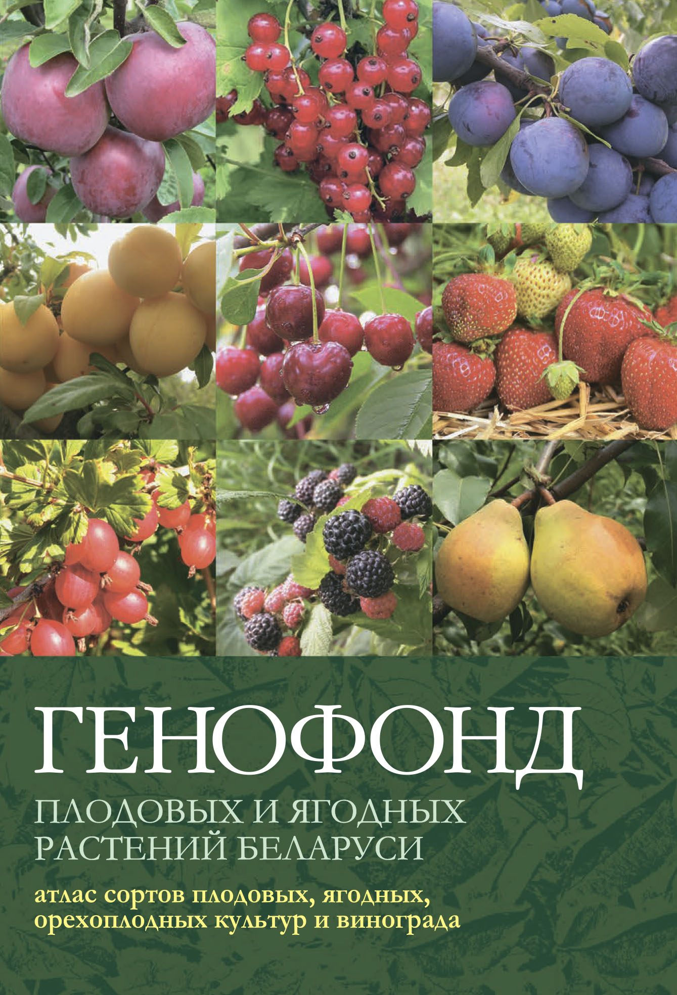Генофонд плодовых и ягодных растений Беларуси: атлас сортов плодовых,  ягодных, орехоплодных культур и винограда, Коллектив авторов – скачать pdf  на ЛитРес